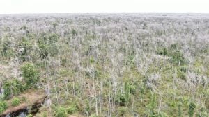 Pecuarista que desmatou  81 mil hectares no Pantanal pode ter de pagar mais de R$ 5 bilhões em multas