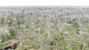 Pecuarista que desmatou  81 mil hectares no Pantanal pode ter de pagar mais de R$ 5 bilhões em multas