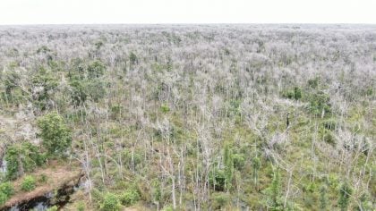 Pecuarista que desmatou 81 mil hectares no Pantanal pode ter de pagar mais de R$ 5 bilhões em multas