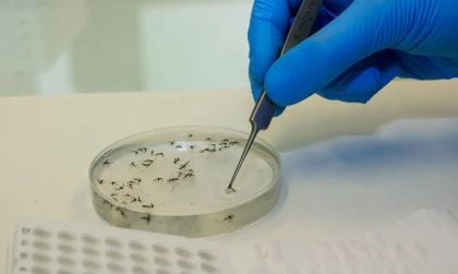 Governo de São Paulo confirma 2 casos de febre do Oropouche no estado