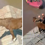 Equipe do Exército tenta resgatar cavalo ilhado sobre telhado em Canoas