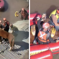 Equipes resgatam cavalo ilhado sobre telhado em Canoas
