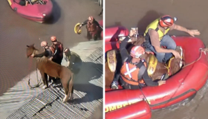 Equipes resgatam cavalo ilhado sobre telhado em Canoas