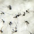 Brasil tem 5,4 milhões de casos de dengue; em SP, a doença avança em todos os distritos