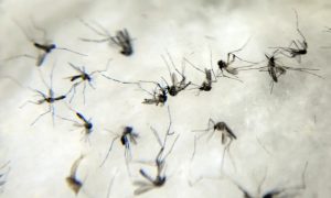 Brasil tem mais de 6,5 milhões de casos prováveis de dengue este ano