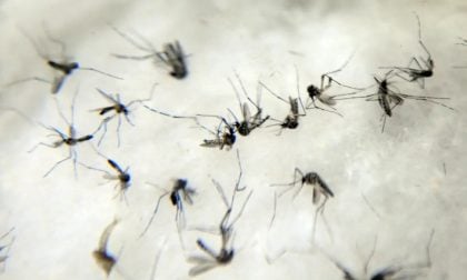 Dengue, espaço urbano e desigualdade:  uma análise conjuntural sobre o problema da dengue no Brasil