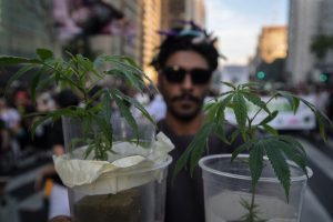 STF volta a julgar a descriminalização do porte de maconha nesta quinta; relembre os votos proferidos