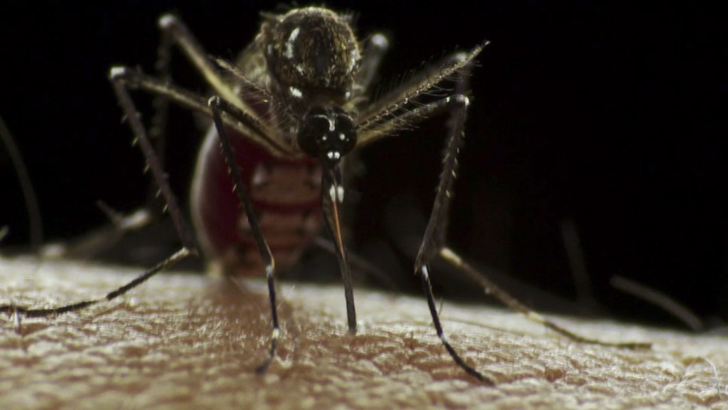 Brasil se aproxima de 6 milhões de casos e 4 mil mortes por dengue