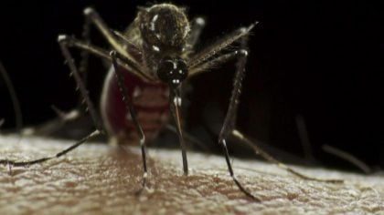 Brasil se aproxima de 6 milhões de casos e 4 mil mortes por dengue