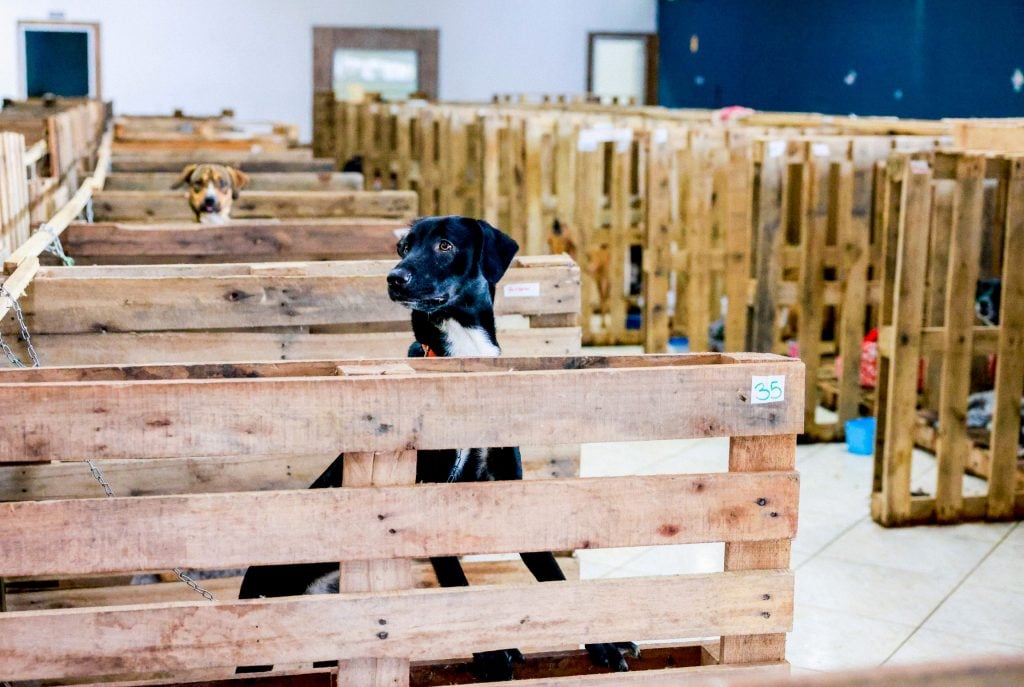 Comissão da Câmara aprova criação de delegacias especializadas em proteção animal