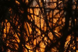 Área atingida por incêndios mais que dobrou no 1º semestre, aponta o MapBiomas