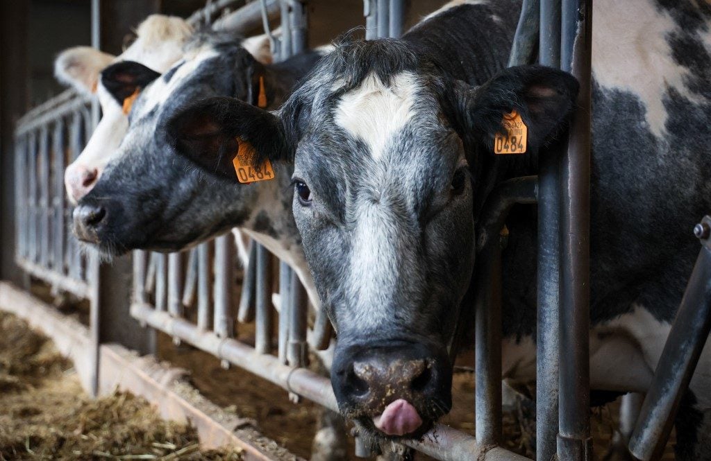 Dinamarca será o primeiro país a taxar arrotos e flatulência no gado