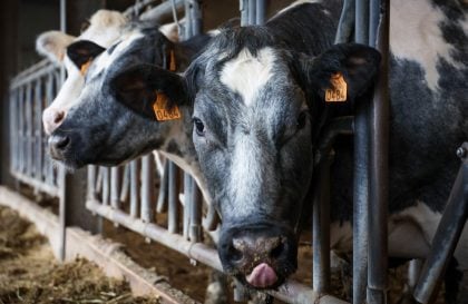Dinamarca será o primeiro país a taxar arrotos e flatulência no gado