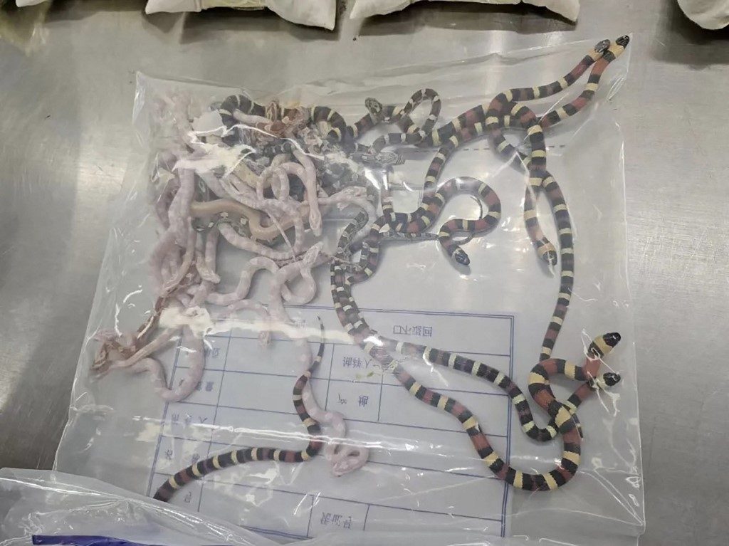 Homem é preso na China ao tentar contrabandear 100 cobras escondidas em suas calças