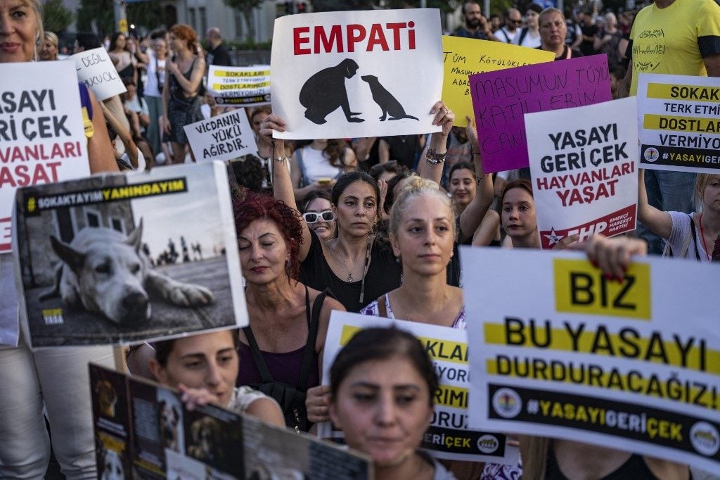 Parlamento turco aprova dispositivo que permite sacrifício de cães de rua