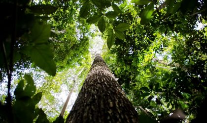 Desmatamento na Amazônia cai 38% no primeiro semestre e é o menor desde 2018
