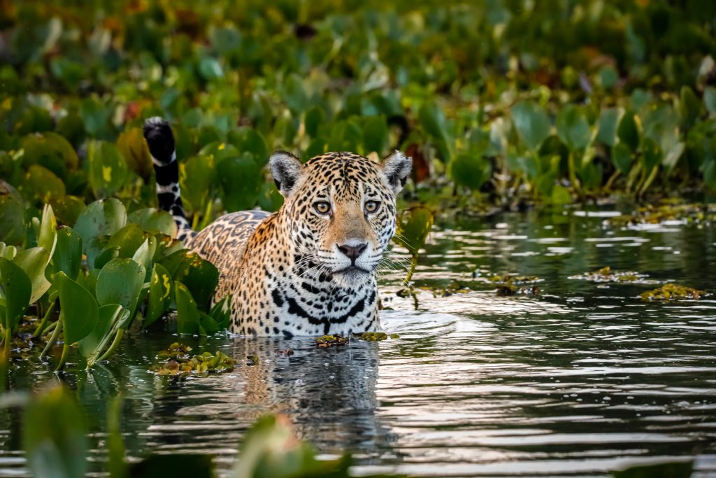Edital aberto para negócios inovadores no Pantanal e no Cerrado