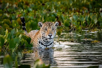 Edital aberto para negócios inovadores no Pantanal e no Cerrado