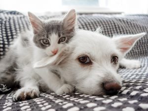 Brasil supera 160 milhões de pets – crescimento é liderado por pequenos animais e gatos