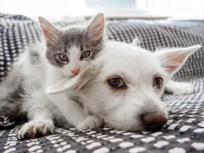 Brasil supera 160 milhões de pets – crescimento é liderado por pequenos animais e gatos