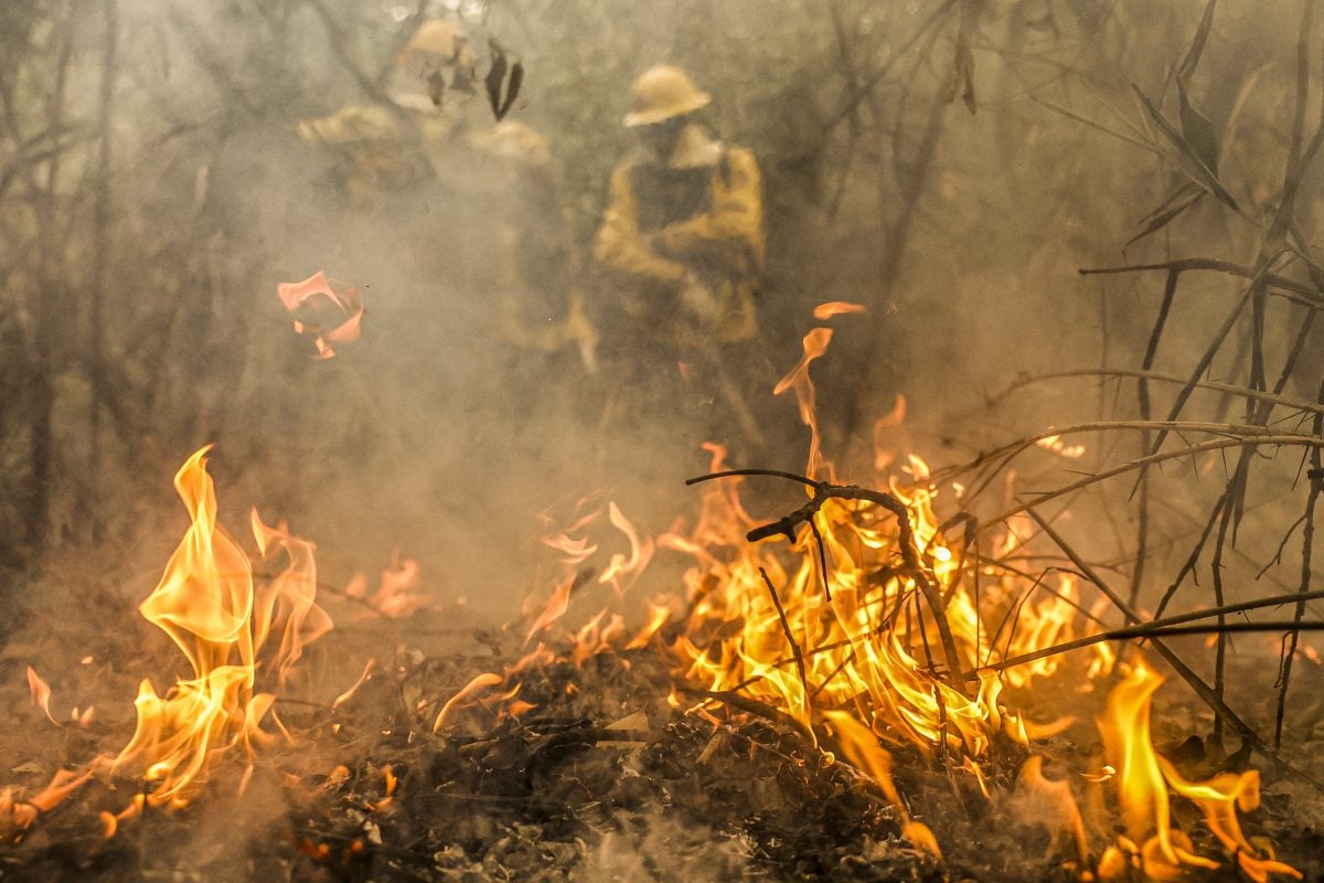 rea atingida pelo fogo no Brasil neste ano  maior que o territrio de  Pernambuco  CartaCapital