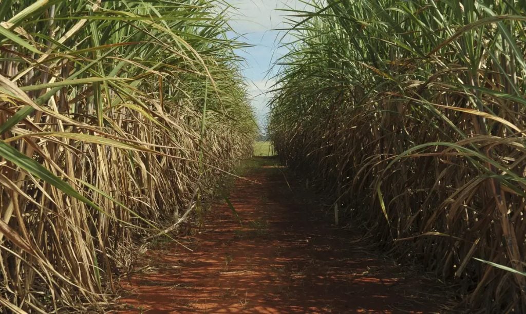 Produção de cana pode cair 20% com mudanças climáticas, diz estudo