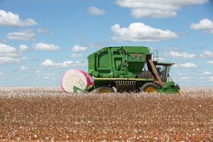 Agro é tech, mas não é pop: as polêmicas da produção de algodão no Brasil