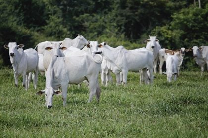 Gado ilegal ainda escapa do controle no Brasil de Lula