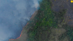 Dino cobra medidas contra organizações criminosas na Amazônia