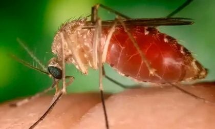 Surto recente de febre Oropouche foi causado por nova linhagem viral