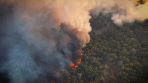 Defesa Civil de SP emite alerta para risco de incêndios florestais