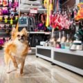 Seis estratégias para pet shops lucrarem na Black Friday sem depender de descontos
