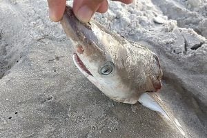 Drogas ao mar