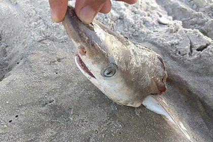 Drogas ao mar