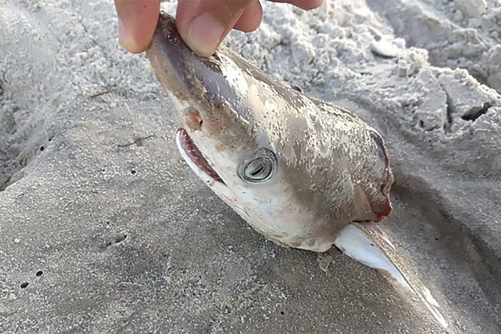 Drogas ao mar
