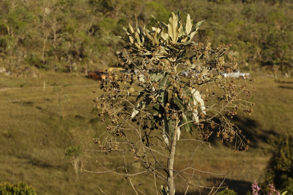 Dia do Cerrado: bioma é o segundo mais ameaçado no País