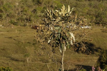 Dia do Cerrado: bioma é o segundo mais ameaçado no País