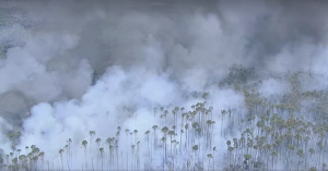 Incêndio atinge a Floresta Nacional em Brasília; ICMBio suspeita de ação criminosa