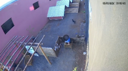 O que se sabe sobre o caso da criança que matou mais de 20 animais no Paraná