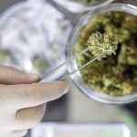 Anvisa oficializa as novas regras sobre uso da cannabis medicinal no Brasil