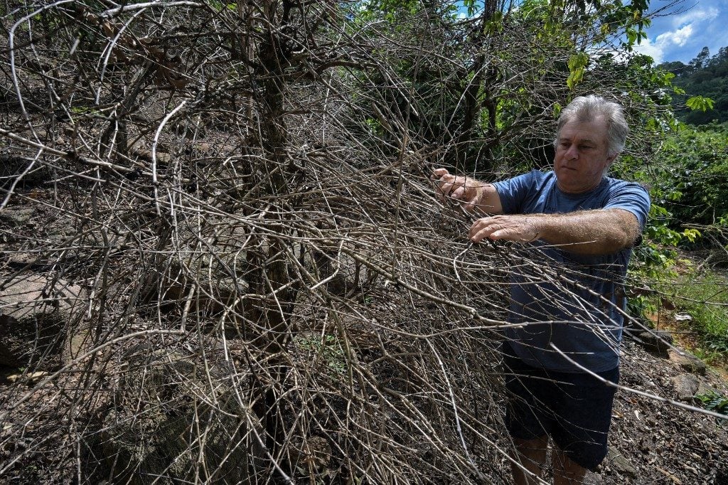 ‘Seco demais’: cafezais sofrem com o clima no Brasil e preço do grão dispara no mundo