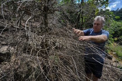 ‘Seco demais’: cafezais sofrem com o clima no Brasil e preço do grão dispara no mundo