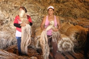A obscura realidade por trás da produção de fibras naturais no Brasil