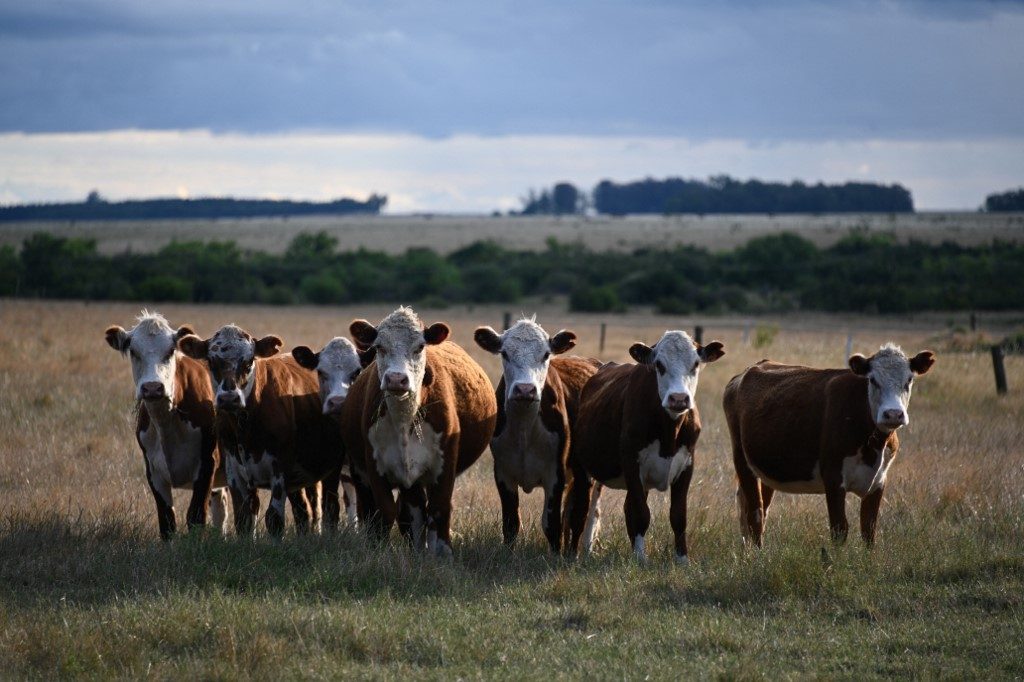 Suspeita de fraude em fundo pecuarista deixa centenas de desempregados no Uruguai