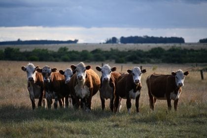 Suspeita de fraude em fundo pecuarista deixa centenas de desempregados no Uruguai