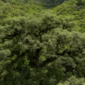 Mata Atlântica perde 2,4 milhões de hectares em 40 anos