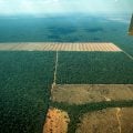 ‘The Economist’ elogia ações do Brasil para salvar as florestas
