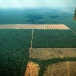 ‘The Economist’ elogia ações do Brasil para salvar as florestas