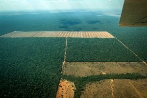 Desmatamento na Amazônia cresce e instituto alerta para necessidade de fiscalização em áreas críticas