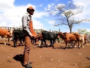 Canto de trabalho saiu do campo e foi para os palcos, mas resiste em alguns lugares